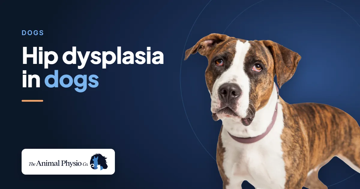 A brindle dog beside the words "Hip dysplasia in dogs"