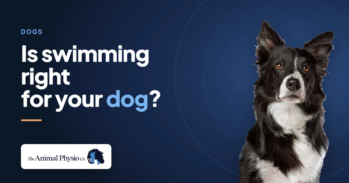 A border collie beside the words "Is swimming right for your dog?"
