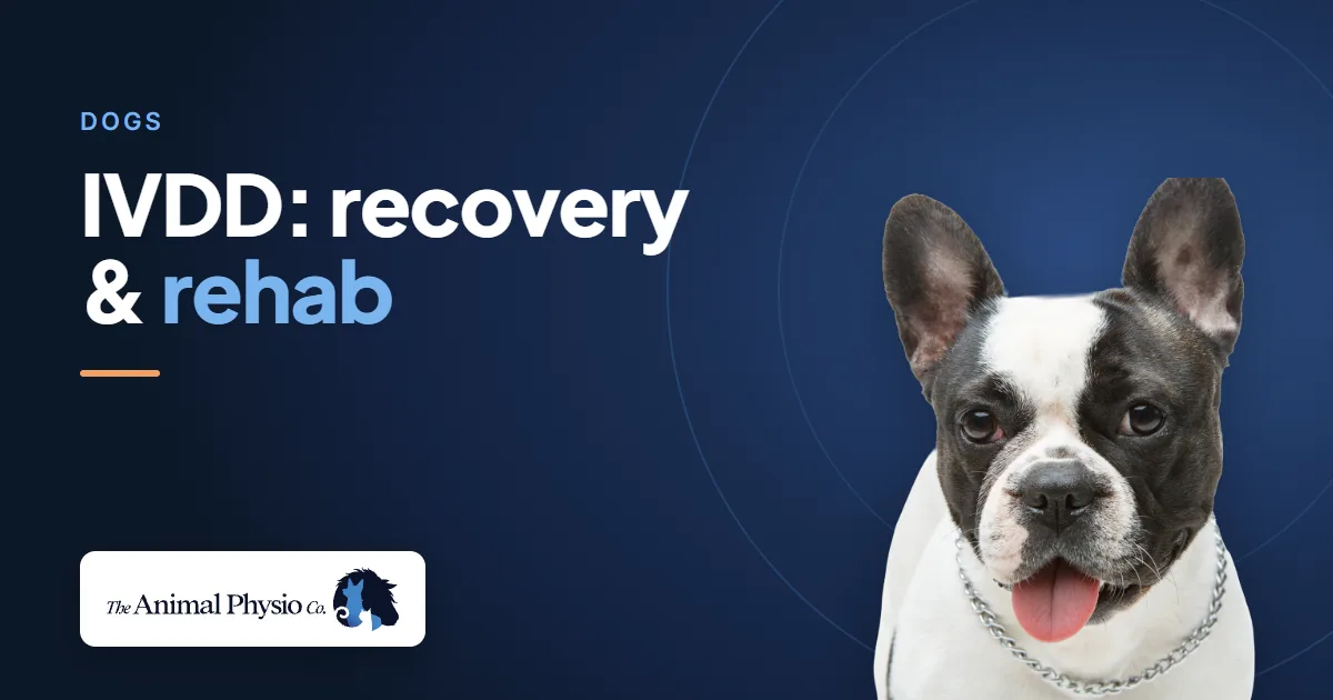 A French bulldog beside the words "IVDD: recovery & rehab"