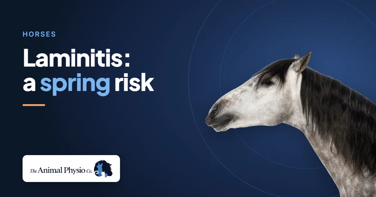 A grey horse beside the words "Laminitis: a spring risk"