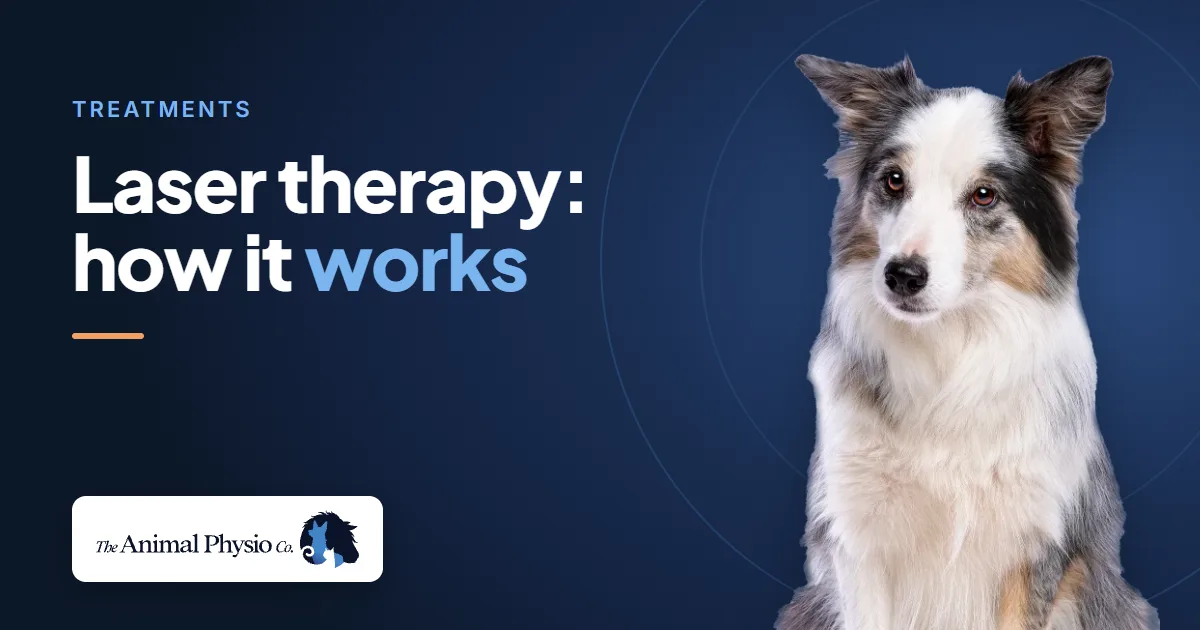A merle collie beside the words "Laser therapy: how it works"