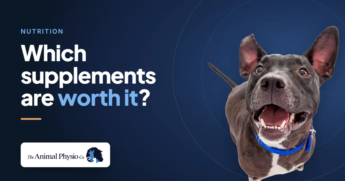 A happy dog beside the words "Which supplements are worth it?"