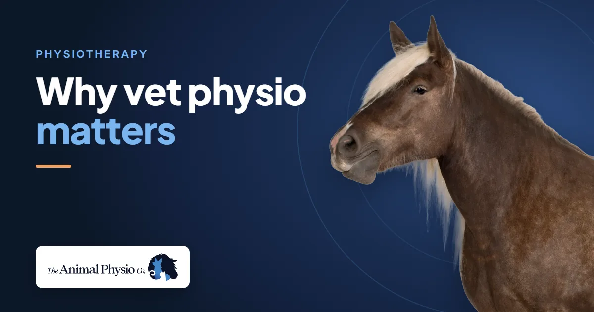 A horse and a spaniel beside the words "Why vet physio matters"