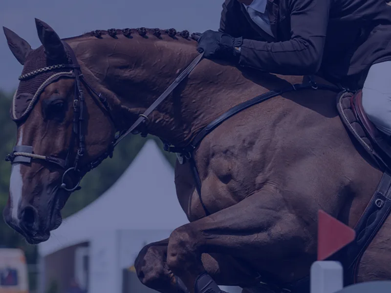 Horse jumping at a competition