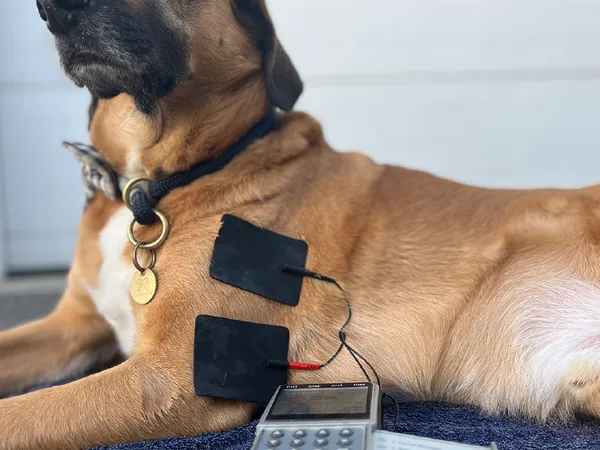 Electrotherapy treatment on an animal