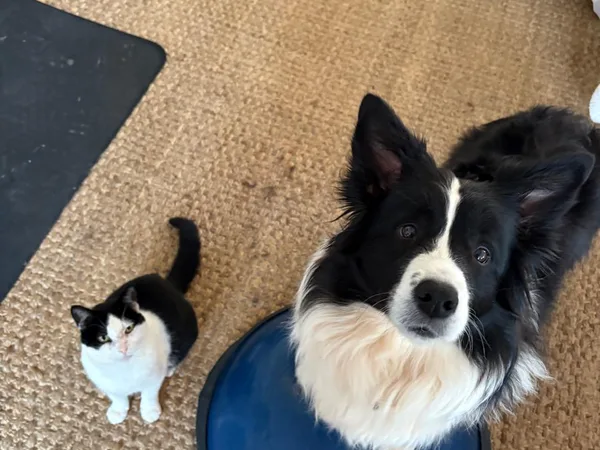 Exercise therapy session with a dog