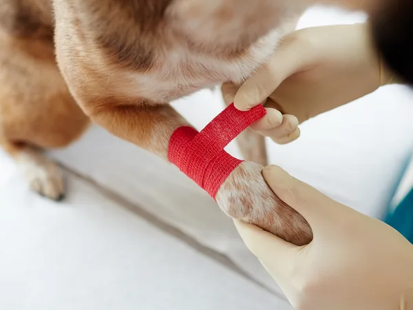 Kinesiotaping applied to a dog