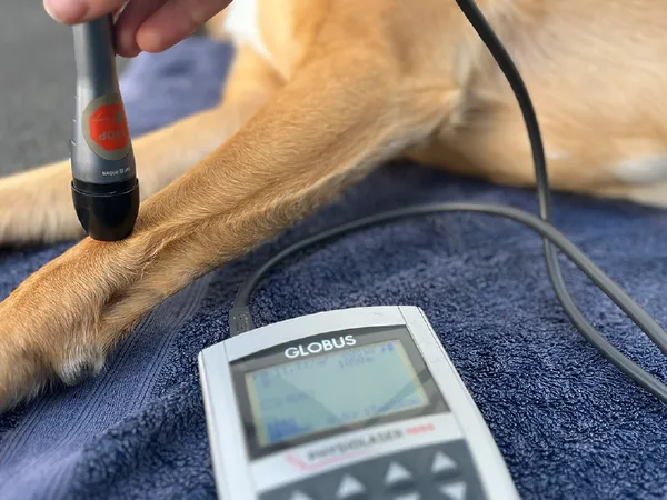 Laser therapy on an animal patient