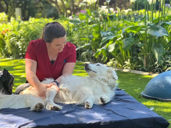 Manual therapy on a horse